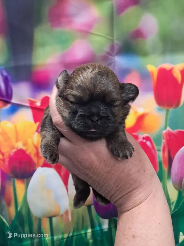 Mocha – Shih Tzu puppy for sale in Durand, IL