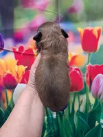 Mocha, a female Shih Tzu for sale in Durand, IL – Photo 3 of 3