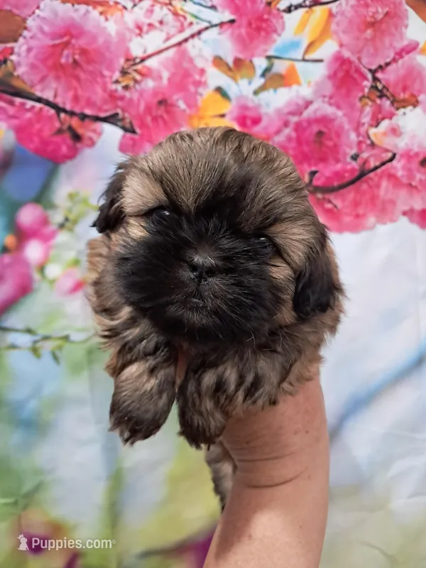 Mocha – Shih Tzu puppy for sale in Durand, IL