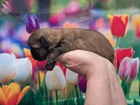 Mocha, a female Shih Tzu for sale in Durand, IL – Photo 2 of 3