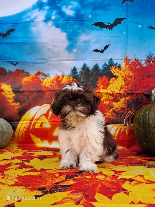 Rusty – Shih Tzu puppy for sale in Durand, IL