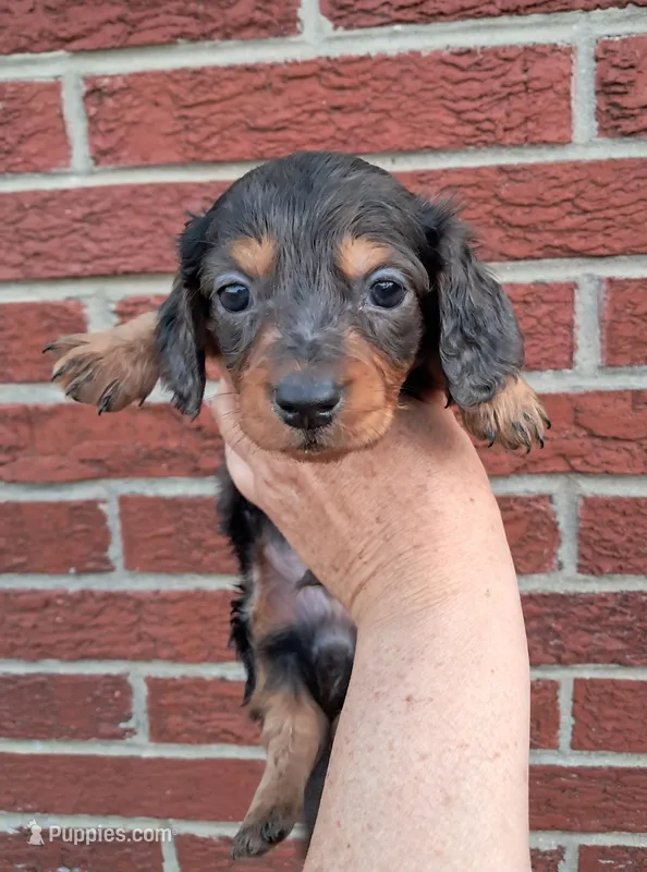Piper – Miniature Dachshund puppy on hold in Durand, IL