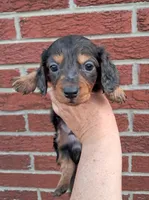 Piper, a male Miniature Dachshund for sale in Durand, IL – 1 of 7