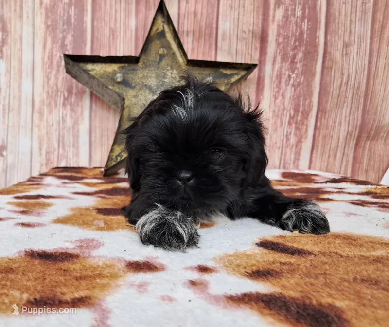 Jack – Shih Tzu puppy for sale in Durand, IL