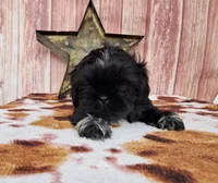 Jack, a male Shih Tzu for sale in Durand, IL – 1 of 7