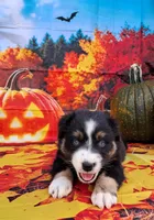 AKC Miranda, a female Australian Shepherd for sale in Durand, IL – 4 of 10
