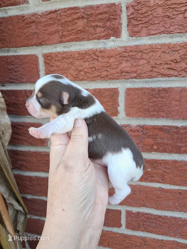 AKC Huxley – Yorkshire Terrier puppy for sale in Durand, IL