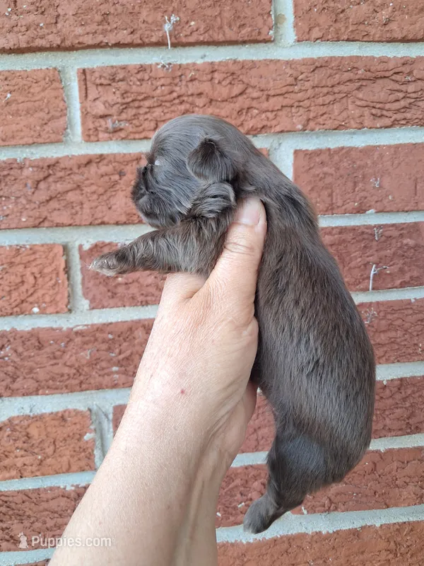 Gabby – Shih Tzu puppy for sale in Durand, IL