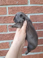 Gabby, a female Shih Tzu for sale in Durand, IL – 1 of 3