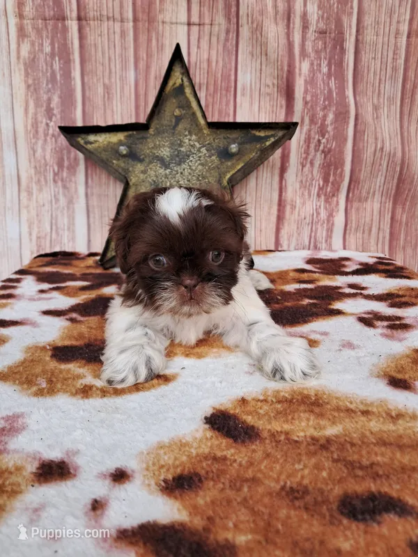 Snickers – Shih Tzu puppy for sale in Durand, IL