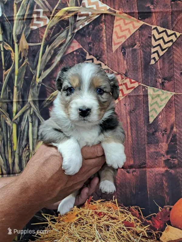 AKC Faith – Australian Shepherd puppy for sale in Durand, IL