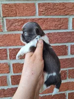 Snickers, a male Shih Tzu for sale in Durand, IL – 1 of 3