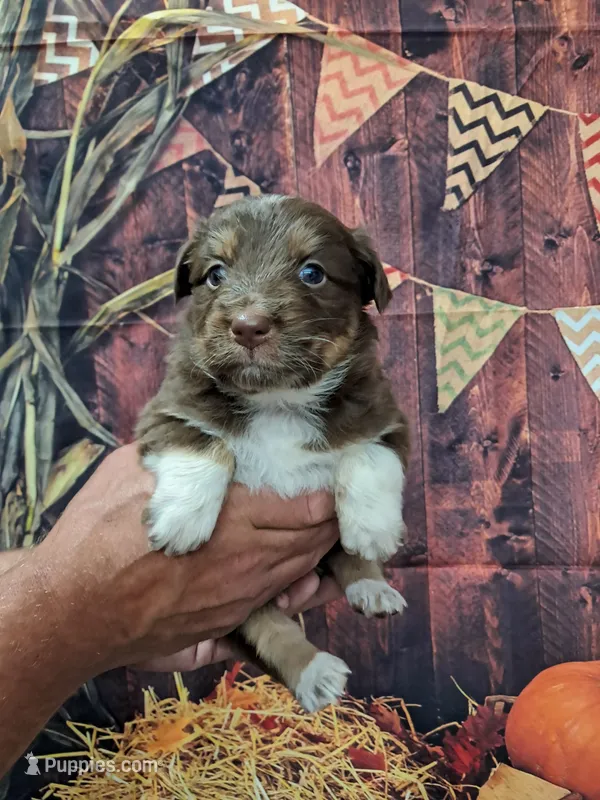 AKC Reba – Australian Shepherd puppy for sale in Durand, IL