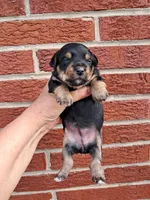 Princess, a female Yorkshire Terrier for sale in Durand, IL – 1 of 3