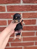 Peanut, a female Yorkshire Terrier for sale in Durand, IL – 2 of 4