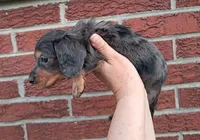 Piper, a male Miniature Dachshund for sale in Durand, IL – 3 of 7