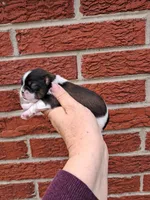 Charlie, a male Shih Tzu for sale in Durand, IL – 2 of 3