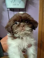 Rusty, a male Shih Tzu for sale in Durand, IL – 5 of 9