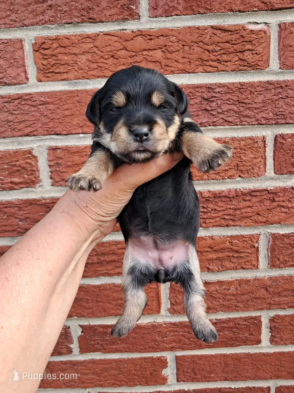 Bella – Yorkshire Terrier puppy for sale in Durand, IL