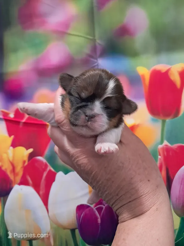 Lexi – Shih Tzu puppy on hold in Durand, IL