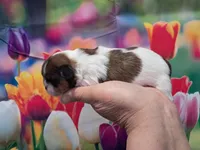 Lexi, a female Shih Tzu for sale in Durand, IL – Photo 3 of 3