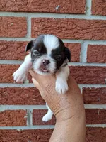 Chloe, a female Shih Tzu for sale in Durand, IL – 2 of 3