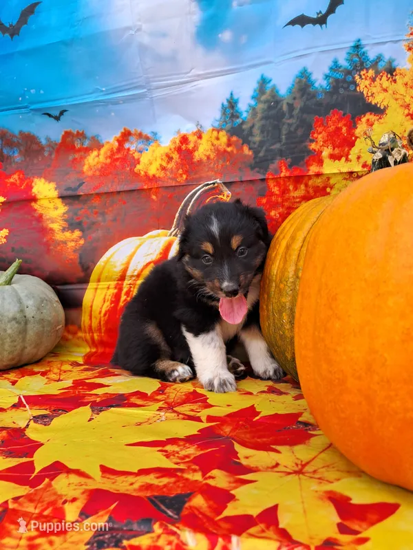 AKC Ella – Australian Shepherd puppy for sale in Durand, IL