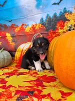 AKC Ella, a female Australian Shepherd for sale in Durand, IL – 5 of 8
