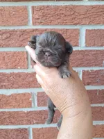 Gabby, a female Shih Tzu for sale in Durand, IL – 2 of 3