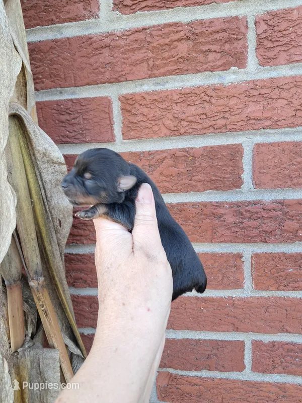AKC Winston – Yorkshire Terrier puppy for sale in Durand, IL