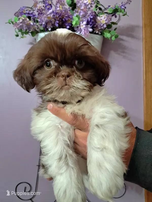 Rustin – Shih Tzu puppy for sale in Durand, IL
