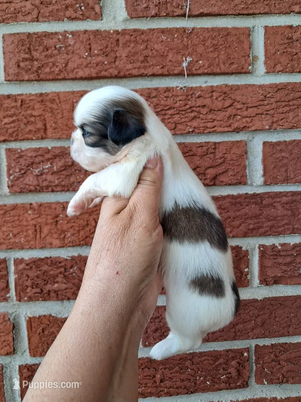 Maddie – Shih Tzu puppy for sale in Durand, IL