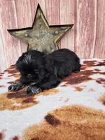 Jack, a male Shih Tzu for sale in Durand, IL – 3 of 7