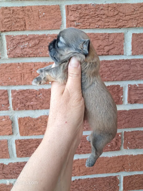 Rustin – Shih Tzu puppy for sale in Durand, IL