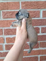 Rustin, a male Shih Tzu for sale in Durand, IL – 1 of 3