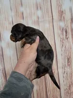 Pickles, a male Miniature Dachshund for sale in Durand, IL – 2 of 3
