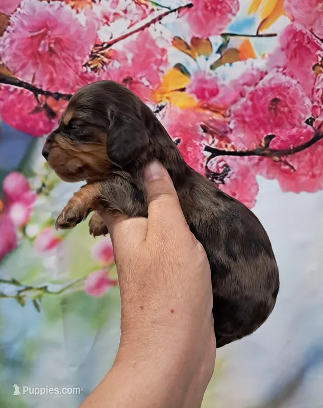 Pickles – Miniature Dachshund puppy for sale in Durand, IL