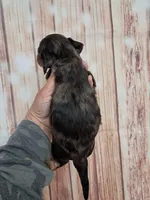 Pickles, a male Miniature Dachshund for sale in Durand, IL – 3 of 3