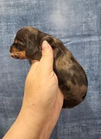Pickles, a male Miniature Dachshund for sale in Durand, IL – Photo 2 of 3