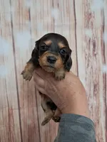 Pickles, a male Miniature Dachshund for sale in Durand, IL – 1 of 3