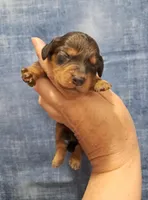 Pickles, a male Miniature Dachshund for sale in Durand, IL – Photo 1 of 3