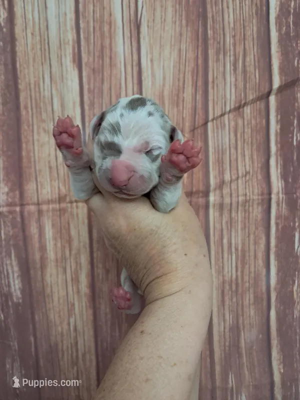 AKC Bentley  – Great Dane puppy for sale in Durand, IL