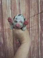 AKC Bentley , a male Great Dane for sale in Durand, IL – Photo 1 of 3