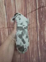 AKC Bentley , a male Great Dane for sale in Durand, IL – Photo 2 of 3