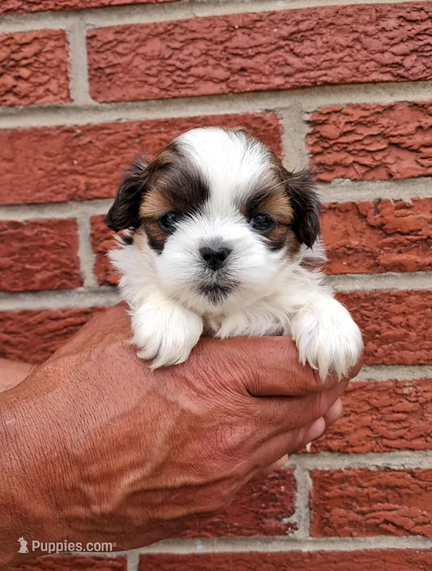 Shilo – Shih Tzu puppy for sale in Durand, IL