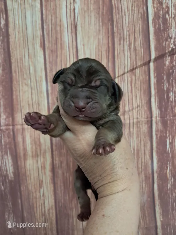 AKC Duke – Great Dane puppy for sale in Durand, IL