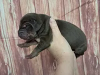 AKC Duke, a male Great Dane for sale in Durand, IL – Photo 3 of 3