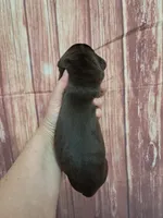 AKC Duke, a male Great Dane for sale in Durand, IL – Photo 2 of 3