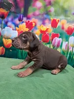 AKC Duke, a male Great Dane for sale in Durand, IL – Photo 3 of 4