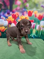 AKC Duke, a male Great Dane for sale in Durand, IL – Photo 4 of 4